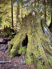Old and mossy