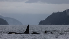 2024-02-24 Northern Residen Killer Whales