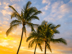 Hanalei Bay Palm Trees Beautiful Sunset Orange Yellow Clouds Kauai Hawaii Ocean Art Seascape Fuji GFX100s Elliot McGucken Fine Art Hawaiian Islands Landscape Nature Photography! Hawaiian Palm Trees Master Medium Format Fine Art Photographer GFX100