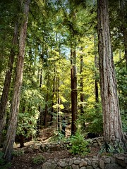 Redwood forest, sunlit