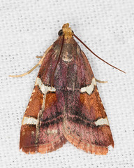 Lepidoptera: Pyralidae of Finland