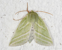 Lepidoptera: Nolidae of Finland