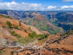 Beautiful Waimea Canyon Kauai Hawaii Fine Art Landscape Nature Photography Blue Sky White Clouds Red Rock Cayon Dead Tree Foreground