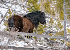 Wild Horses of Alberta