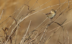 LeConte's Sparrow (Ammospiza leconteii)