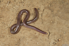 Blind Snakes (Typhlopidae)