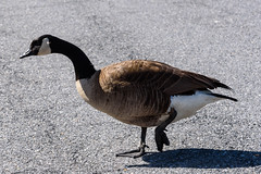 Goose, um Walking