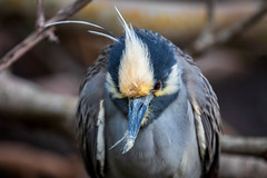 Yellow-crowned Night Heron Portrait