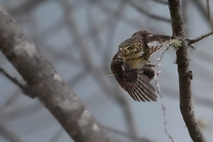 鵂鶹 Collared owlet