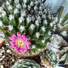 Flower on my Cactus