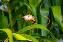 Butterfly Landing: Epcot International Flower & Garden Festival - March 1, 2024