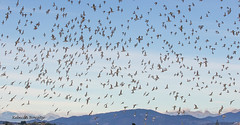 Birds on Motueka Sandspit 2024
