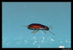 Coleoptera/Hydraenidae