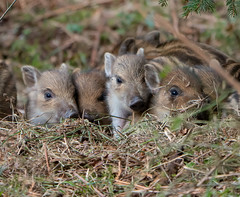 Wild boar humbugs