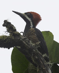 Central and South American Woodpeckers