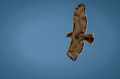 Red-tailed Hawk Soaring Above
