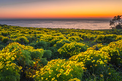 Zuma Beach Yellow Wildflowers Beautiful Red Orange Yellow Sunset Malibu California Fine Art Landscape Nature Photgraphy Los Angeles Beach! Dr. Elliot McGucken Master Ocean Art Seascape Photographer!