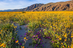 Anza Borrego Desert State Park California Wildflower Superbloom Socal Dr. Elliot McGucken Fine Art Landscape Nature Photography Southern California Desert Super Bloom Wild Flowers! Master Fine Art Nature Photography!