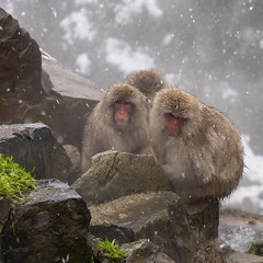 Jigokudani Yaen Koen-Snow Monkey Park