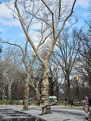 March 10, 2024 Central Park