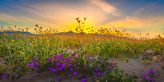 Anza Borregeo Desert Wildflowers Superbloom San Diego! God Spilled Buckets of Paint California Spring Wild Flower Super Bloom Elliot McGucken Fine Art Landscape & Nature Photography American Southwest Deserts !