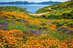 Diamond Valley Lake Marina Wildflower Trail Red Orange Poppy Flowers Bluebells California Wildflower Superbloom!  Fine Art Landscape Nature Photography CA Poppies!  Dr. Elliot McGucken 45EPIC Master California Photographer dx4/dt=ic