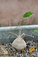 Icacinaceae