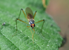 Diptera: Micropezidae