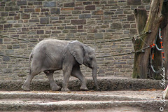 Besuch Nr. 791. am 16-03-2021 in Wuppertal (Der grüne Zoo)