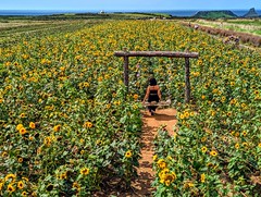 Rhossili Sunflowers and Tenby [10 August 2023]