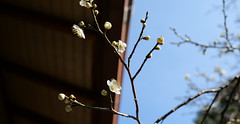 Plum blossom, Asukano @Nara,Mar2024