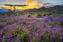 Joshua Tree National Park Wild Flower Super Bloom! California American Southest Desert Wildflowers Superbloom Fine Art Photography! Elliot McGucken Fine Art Landscape & Nature Photography Nikon D850  !