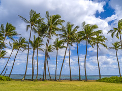 Hanalei Bay Palm Trees Beautiful Sunset Orange Yellow Clouds Kauai Hawaii Ocean Art Seascape Fuji GFX100s Elliot McGucken Fine Art Hawaiian Islands Landscape Nature Photography! Hawaiian Palm Trees Master Medium Format Fine Art Photographer GFX100