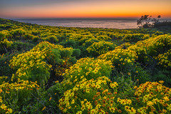 Zuma Beach Malibu Superbloom Yellow California Wildflowers Sunset!  Red Orange Yellow Clouds California Fine Art Landscape Nature Photography! Dr. Elliot McGucken Malibu Fine Art  Photographer!