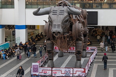 Ozzy the Bull - 14-03-24