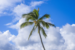 Beautiful Palm Trees Poipu Beach Kauai Ocean Art Seascape Puffy Cumulus Clouds Sony Alpha1 ! Elliot McGucken Fine Art Hawaiian Islands Landscape Nature Photography! Sony A1 Fine Art Photographer
