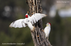Leucistic Acorn Woodpecker 3-11-2024