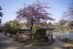 千葉公園 早咲きの桜 2024