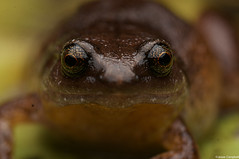Microhylid Frogs (Microhylidae)