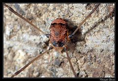 Opiliones/Sclerosomatidae