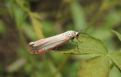Moths Antigua