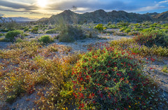 Joshua Tree National Park Wild Flower Super Bloom! California American Southest Desert Wildflowers Superbloom Fine Art Photography! Elliot McGucken Fine Art Landscape & Nature Photography Nikon D850  !