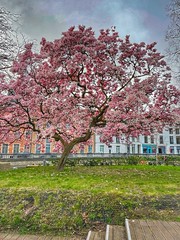 Spring 2024 - Blooming magnolia @Dijleterrassen Leuven