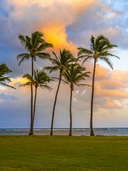 Hanalei Bay Palm Trees Beautiful Blue Sky White Clouds Kauai Hawaii Ocean Art Seascape Fuji GFX100s Elliot McGucken Fine Art Hawaiian Islands Landscape Nature Photography! Hawaiian Palm Trees Master Medium Format Fine Art Photographer GFX100