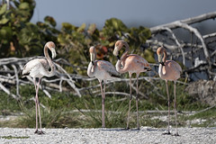 Flamingos 3-17-24