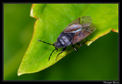 Heteroptera/Rhyparochromidae