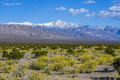 Death Valley National Park Wildflowers Superbloom Fuji Sony A1 & Sony 70-200mm F2.8 Zoom Lens Fine Art Landscape Photography -- Desert Gold Flowers Super Bloom! Elliot McGucken Master Medium Format California Desert American Southwest Nature Photography