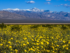Death Valley National Park Snowcapped Telescope Mountain Peak Yellow Wildflowers Superbloom Fuji Sony A1 & Sony 70-200mm F2.8 Zoom Lens Fine Art Landscape Photography -- Desert Gold Flowers Super Bloom! Elliot McGucken California Desert American Southwest