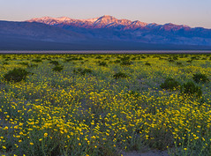 Death Valley National Park Yellow Wildflower Superbloom Snow Capped Telescope Mountain Fuji GFX100s & Fujifilm GF F4 Lens Fine Art Landscape Photography -- Desert Gold Flowers Super Bloom! Elliot McGucken Master Medium Format California Desert