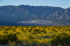 Sand Dunes Death Valley National Park Yellow Wildflowers Superbloom Fuji Sony A1 & Sony 70-200mm F2.8 Zoom Lens Fine Art Landscape Photography -- Desert Gold Flowers Super Bloom! Elliot McGucken California Desert American Southwest Nature Photography